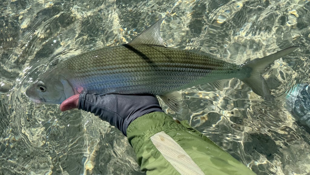 acklins-gallery-img02